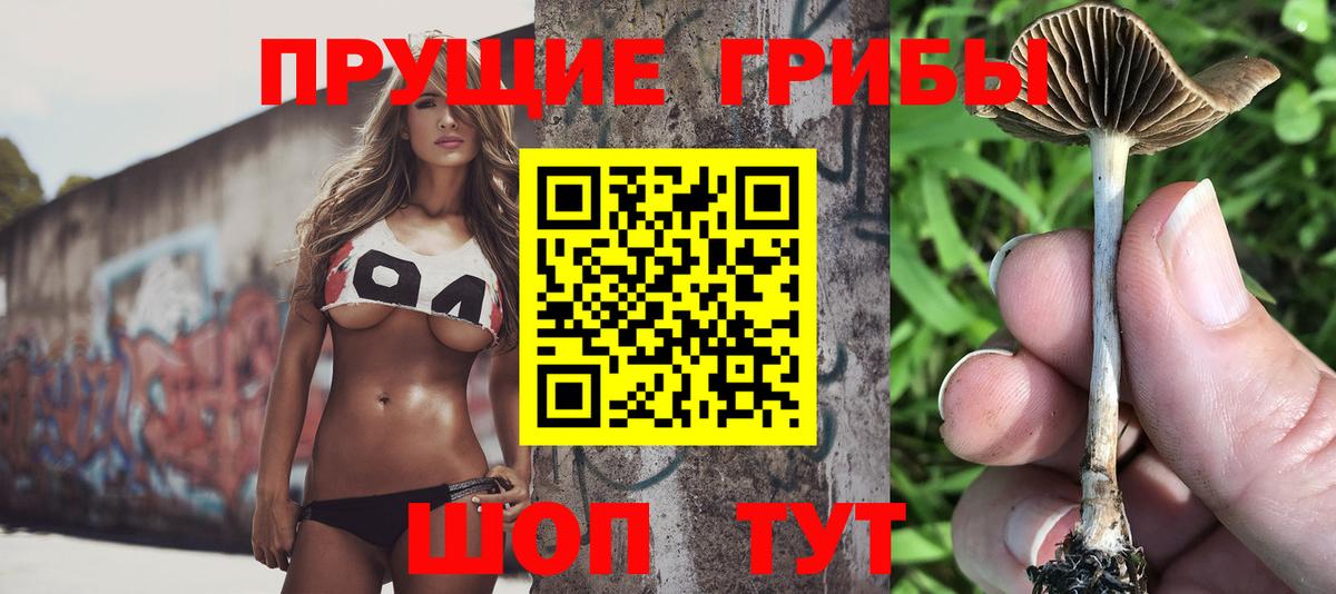 Псилоцибиновые грибы Psilocybine cubensis Торжок